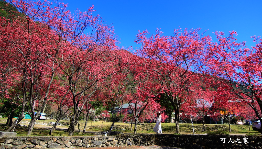 2021箱根旅館櫻花季