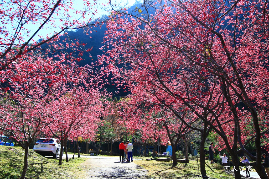 2021箱根旅館櫻花季