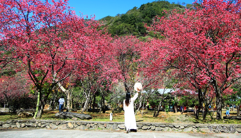 2021箱根旅館櫻花季