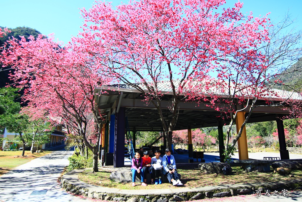 2021箱根旅館櫻花季