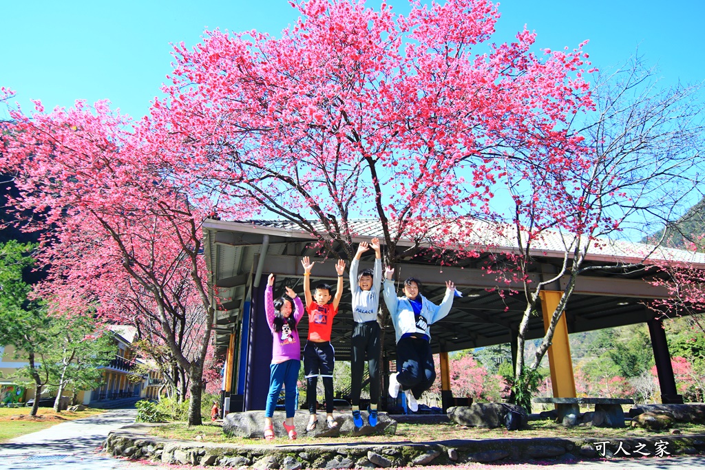 2021箱根旅館櫻花季