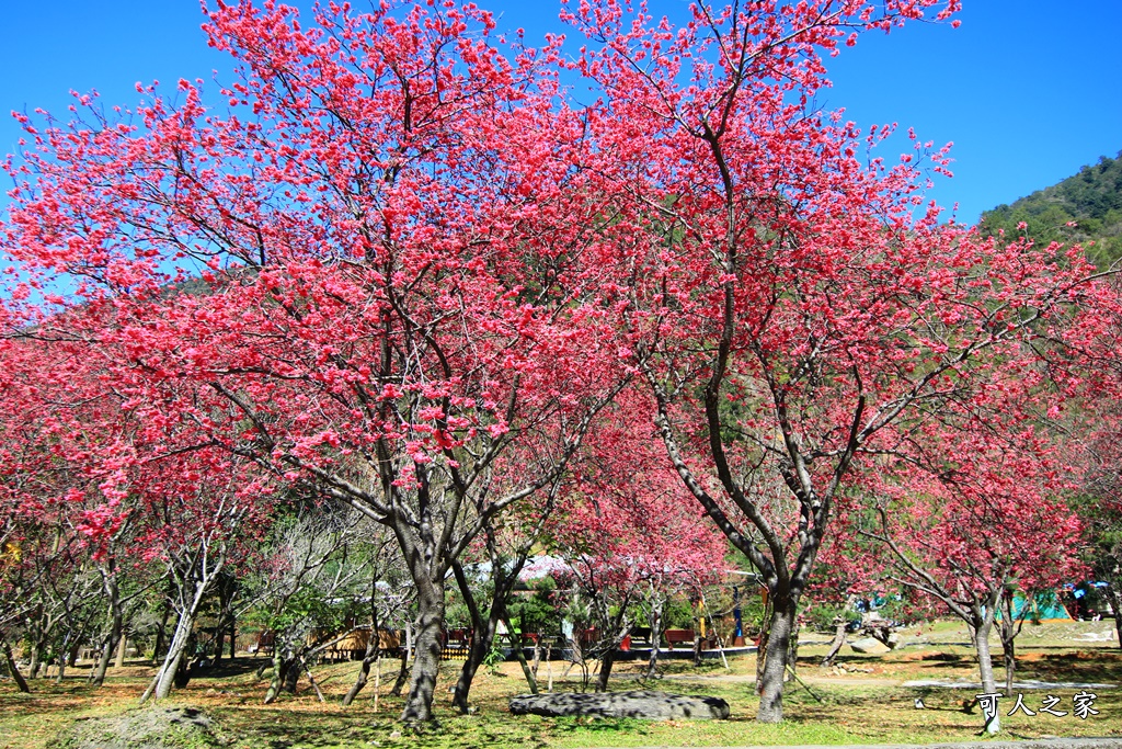 2021箱根旅館櫻花季