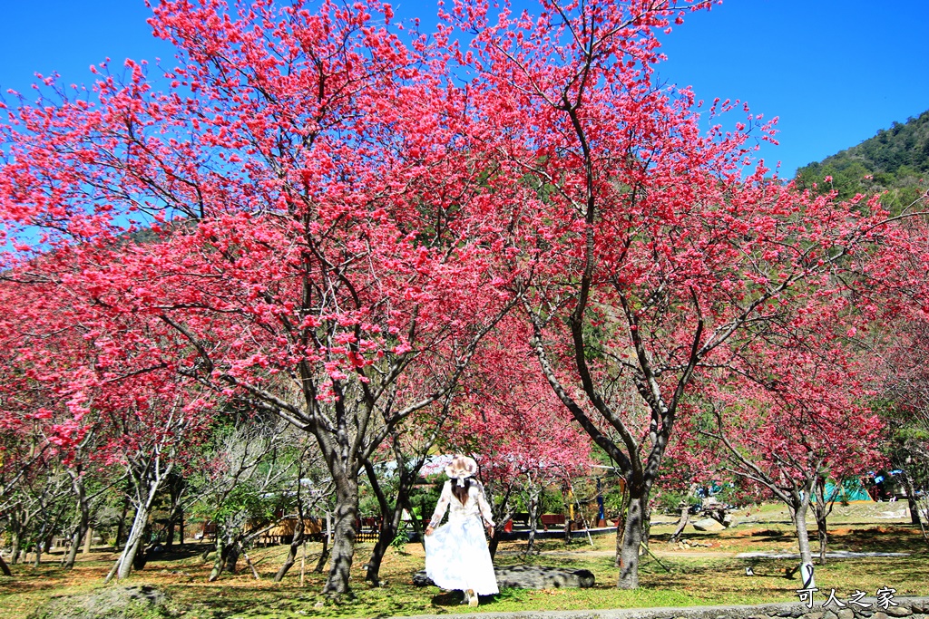 2021箱根旅館櫻花季