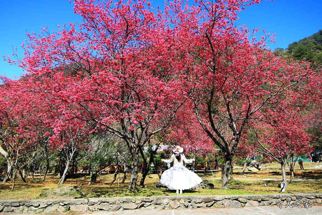 2021箱根旅館櫻花季