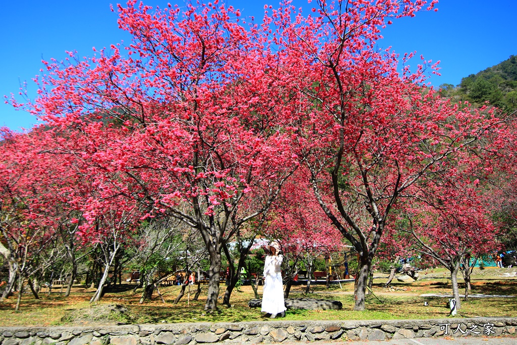 2021箱根旅館櫻花季