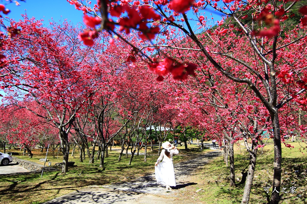 2021箱根旅館櫻花季