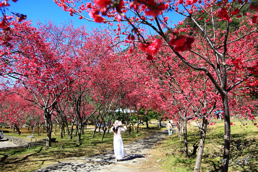 2021箱根旅館櫻花季