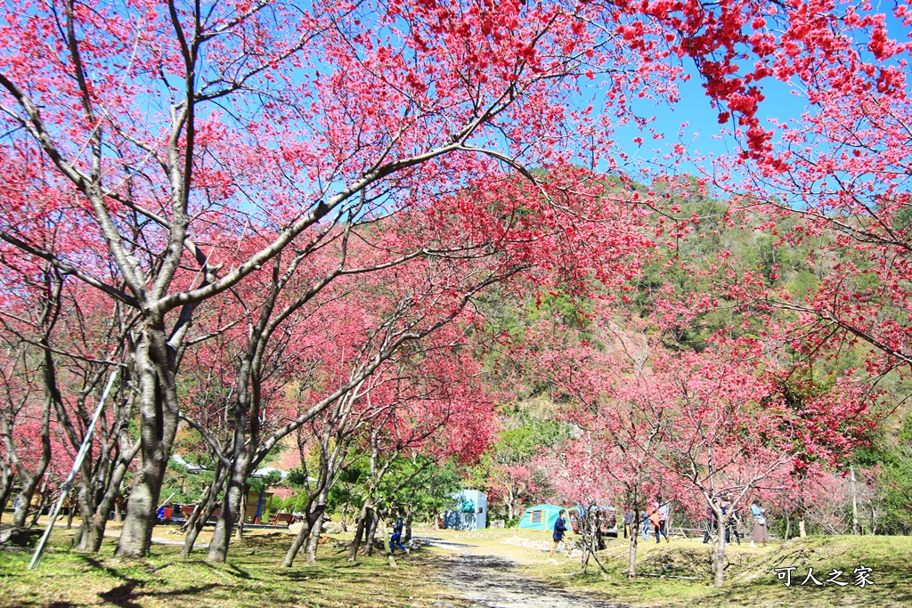 2021箱根旅館櫻花季