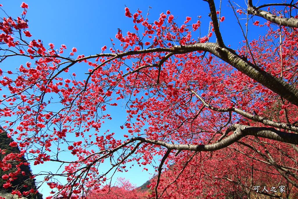 2021箱根旅館櫻花季