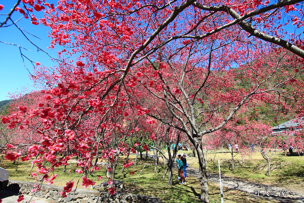 2021箱根旅館櫻花季