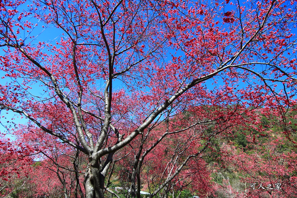 2021箱根旅館櫻花季