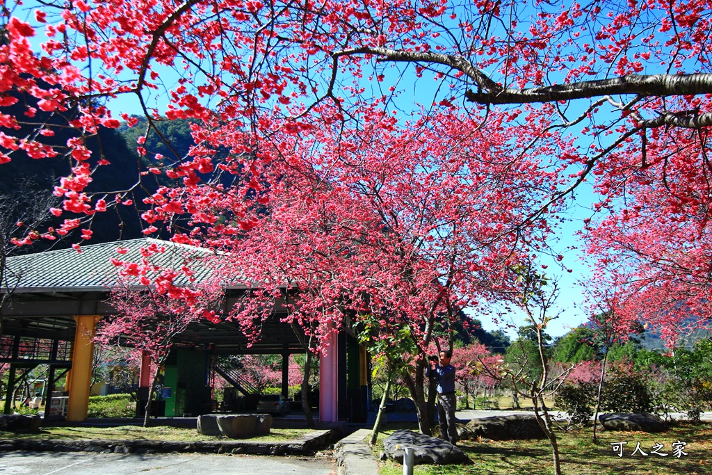 2021箱根旅館櫻花季