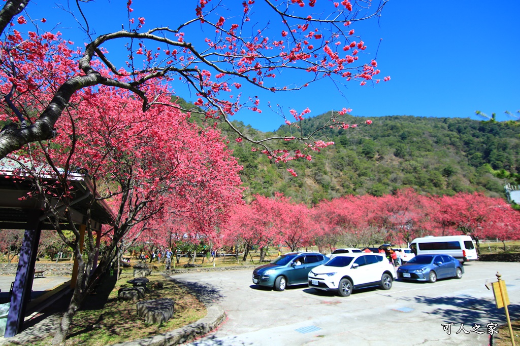 2021箱根旅館櫻花季