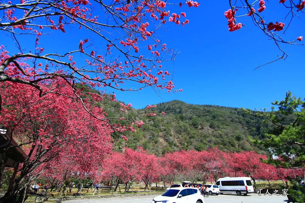 2021箱根旅館櫻花季