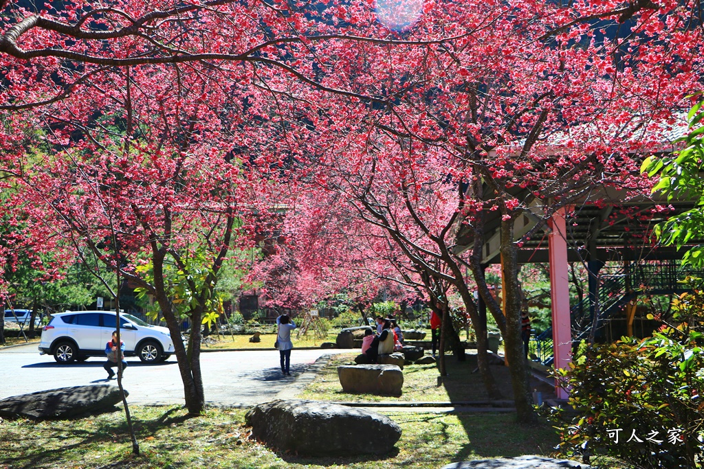 2021箱根旅館櫻花季