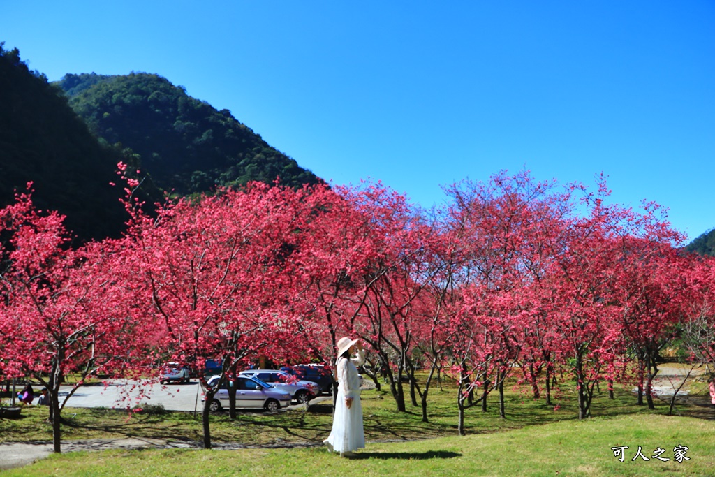 2021箱根旅館櫻花季