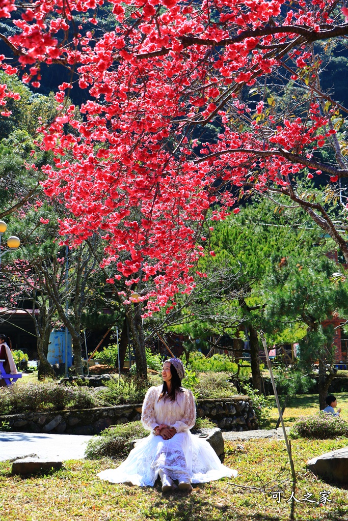 2021箱根旅館櫻花季