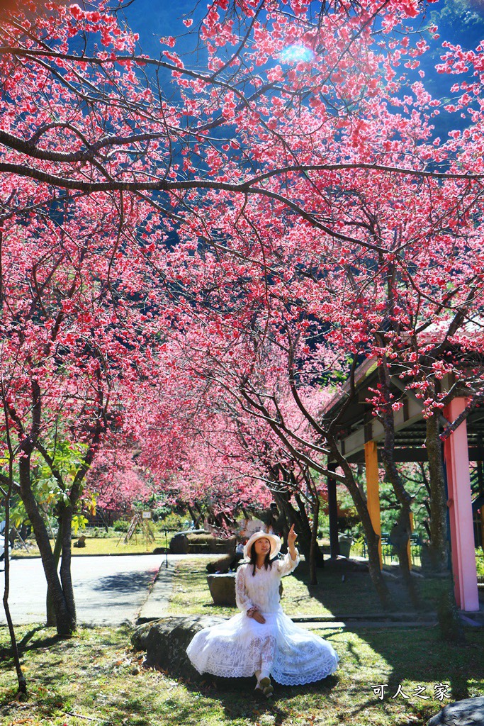 2021箱根旅館櫻花季