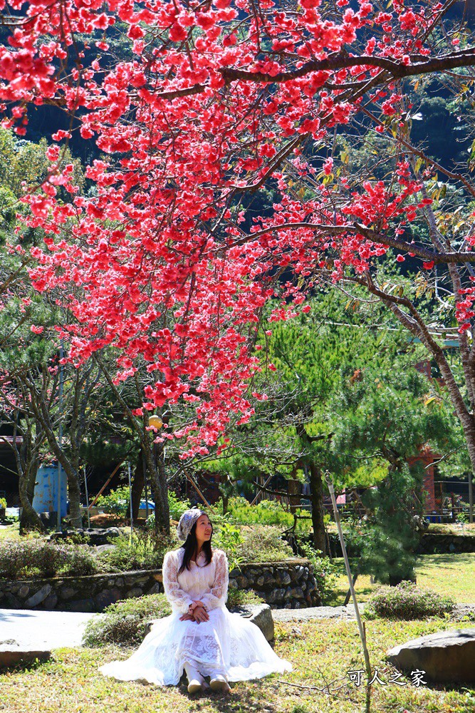 2021箱根旅館櫻花季