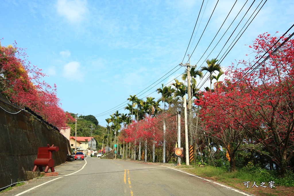 2021八卦茶園櫻花