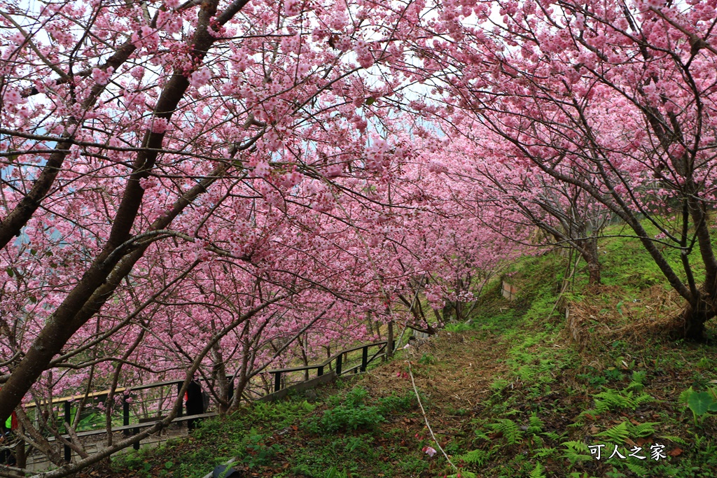 2021八卦茶園櫻花