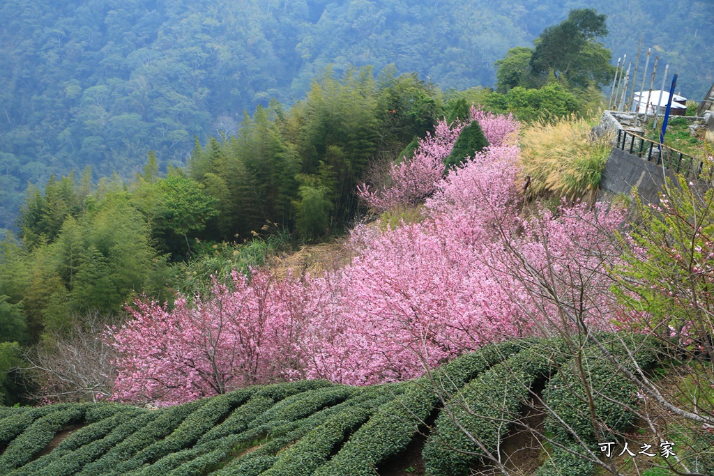 2021八卦茶園櫻花