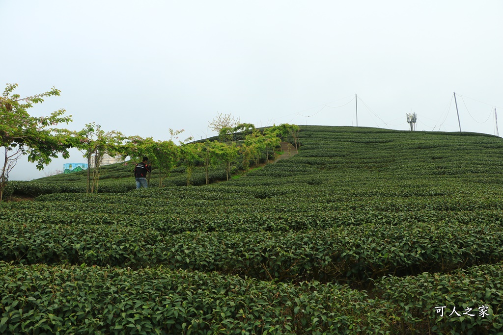 2021八卦茶園櫻花