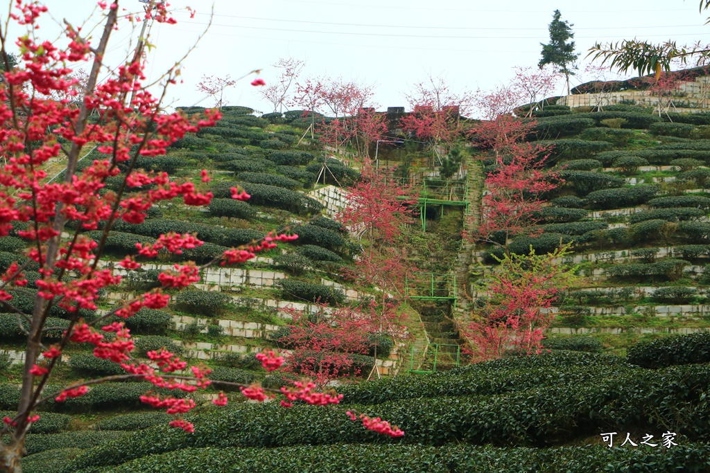 2021八卦茶園櫻花