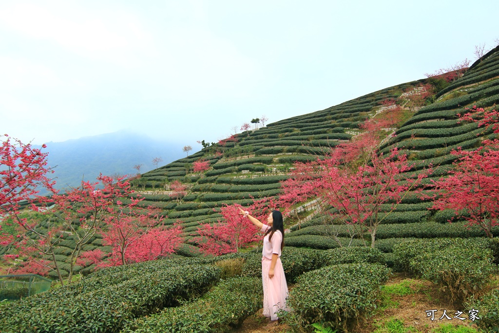 2021八卦茶園櫻花