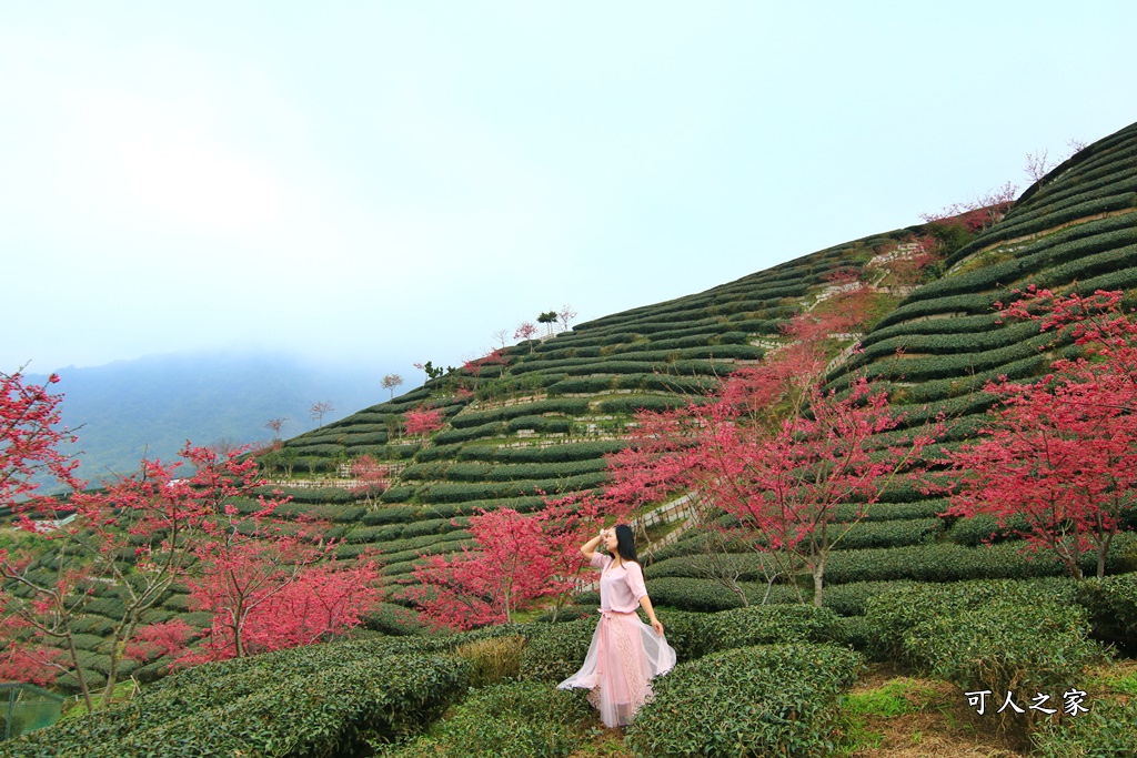 2021八卦茶園櫻花