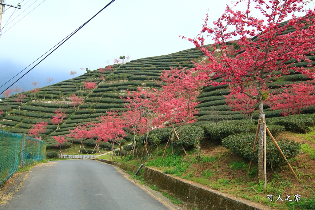 2021八卦茶園櫻花