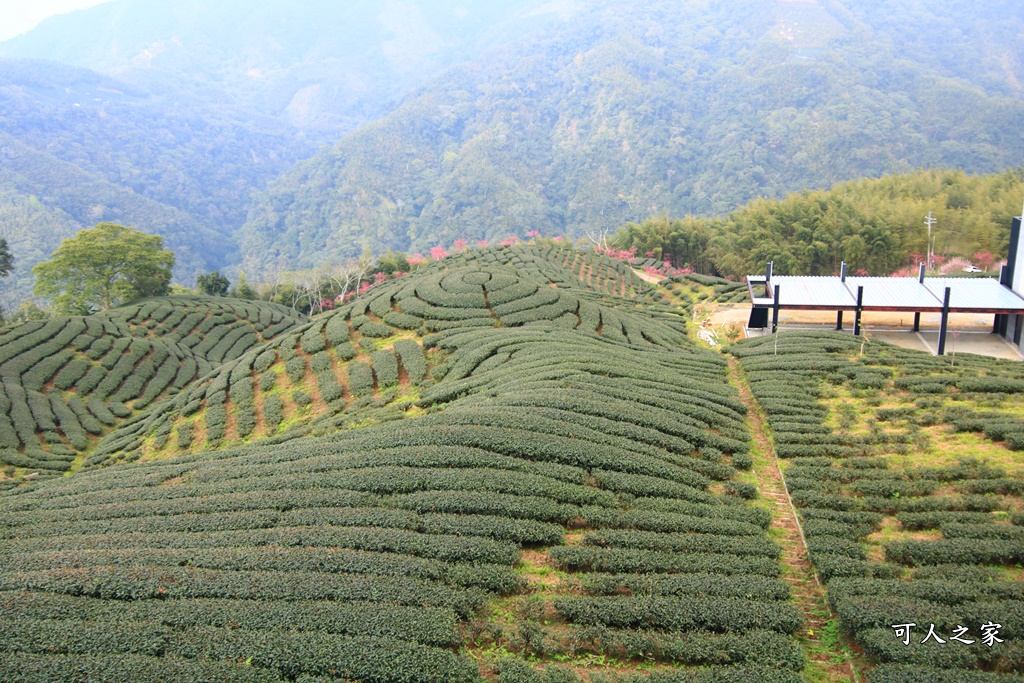 2021八卦茶園櫻花