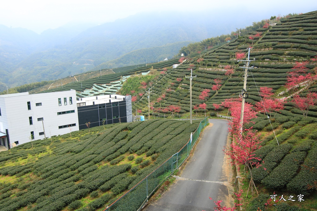 2021八卦茶園櫻花