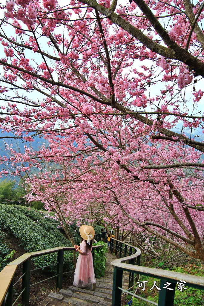 2021八卦茶園櫻花