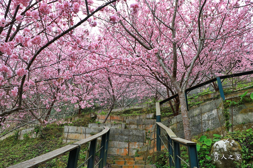 2021八卦茶園櫻花