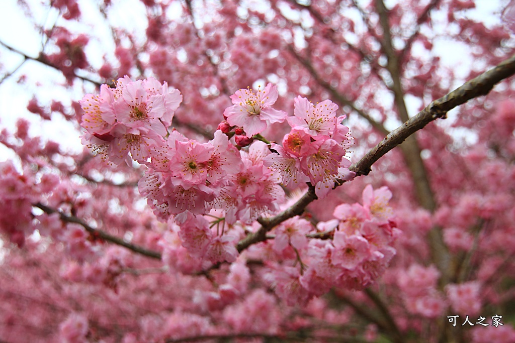 2021八卦茶園櫻花