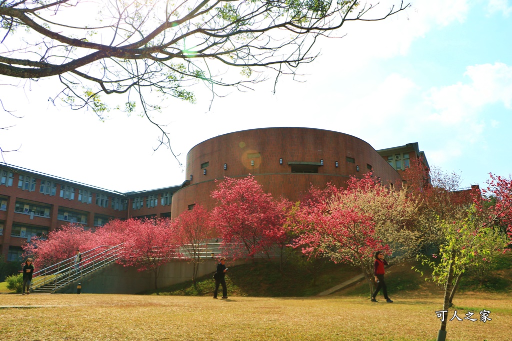 暨南大學櫻花季