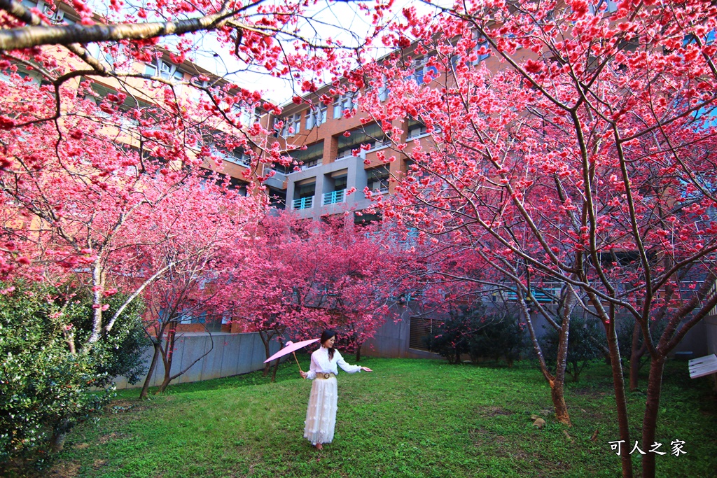 暨南大學櫻花季