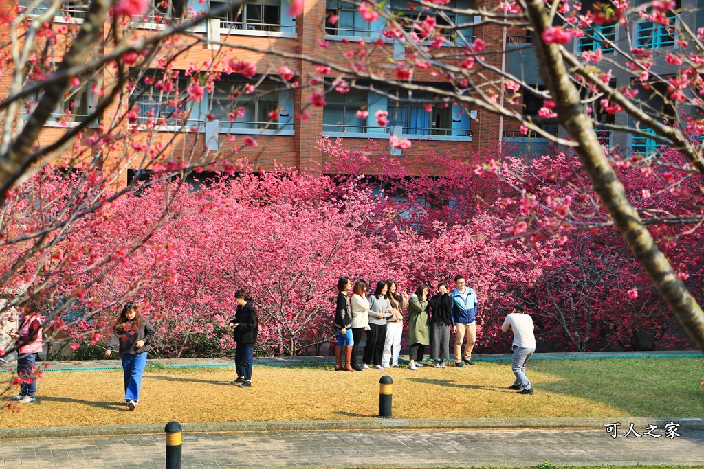 暨南大學櫻花季