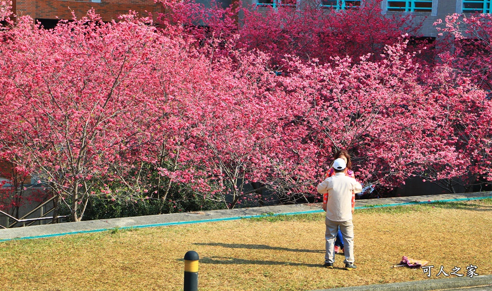 暨南大學櫻花季