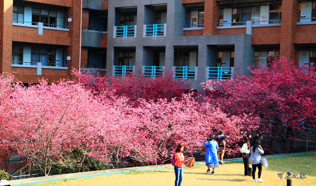 暨南大學櫻花季