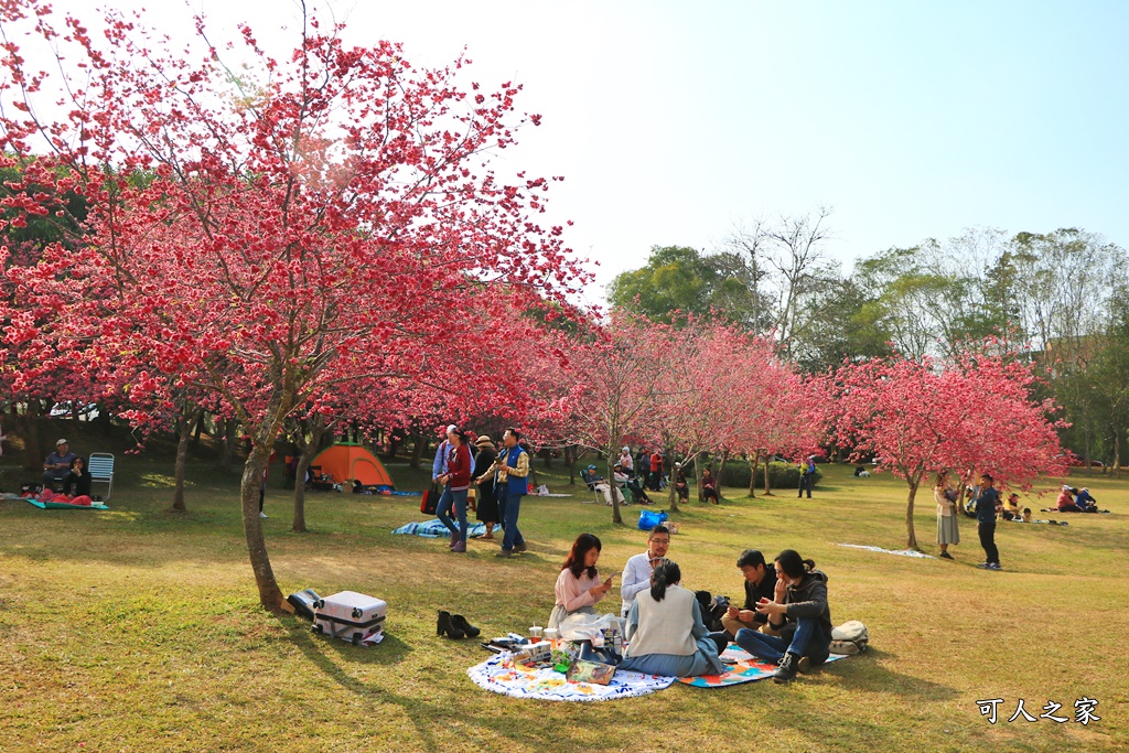 暨南大學櫻花季