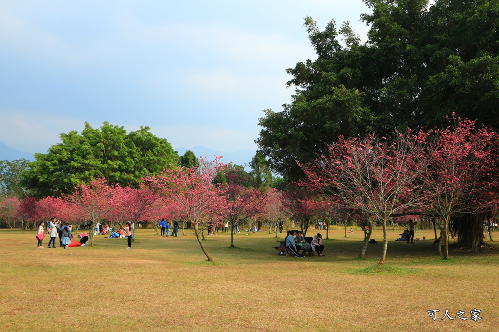 暨南大學櫻花季