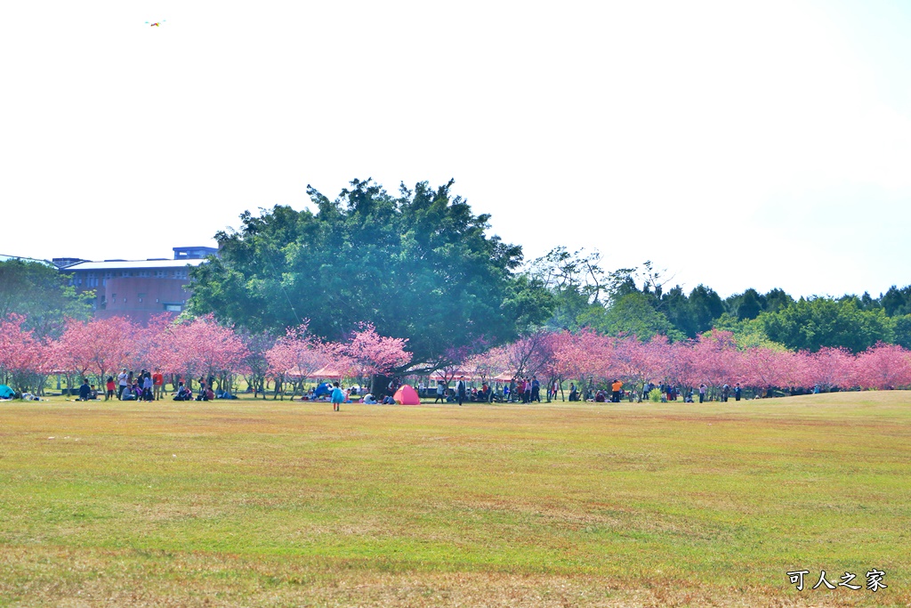 暨南大學櫻花季