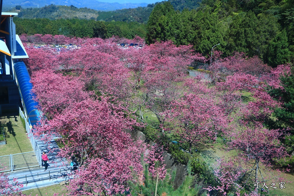 2021九族文化村櫻花季