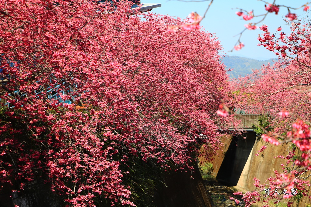 中部賞櫻景點