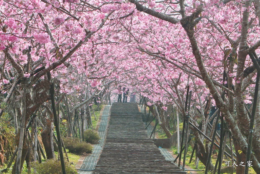 中部賞櫻景點