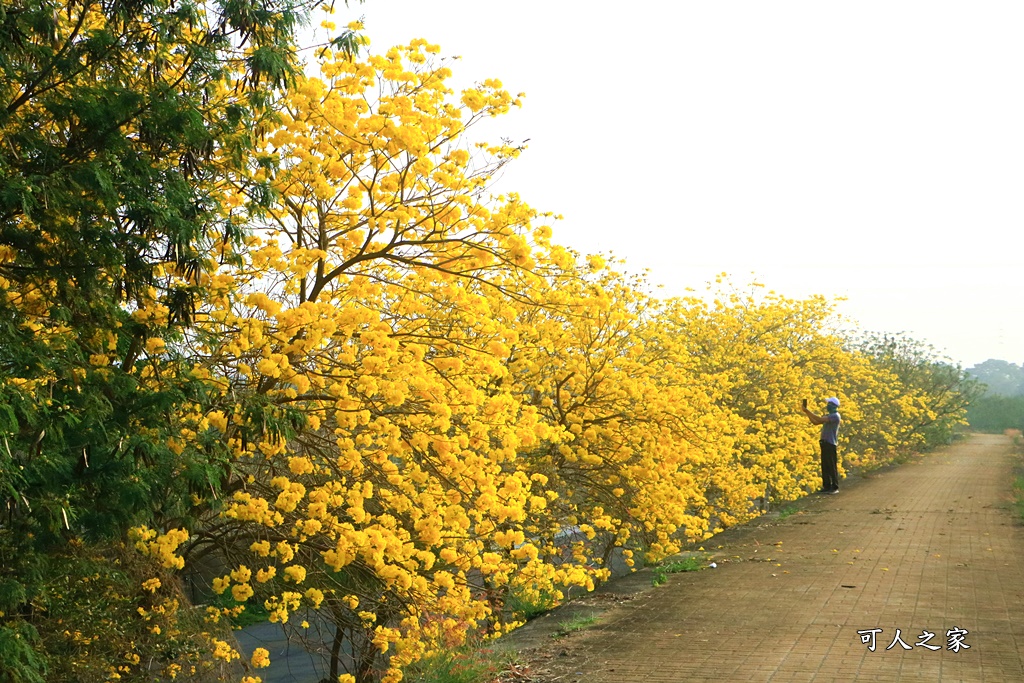 台林堤防黃花風鈴木