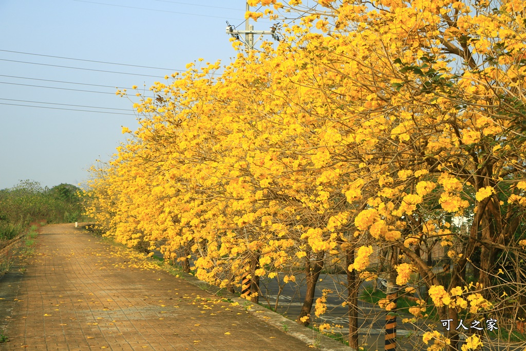 台林堤防黃花風鈴木