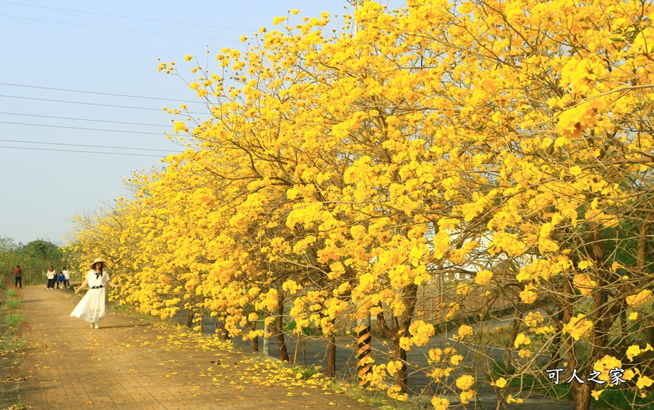 台林堤防黃花風鈴木